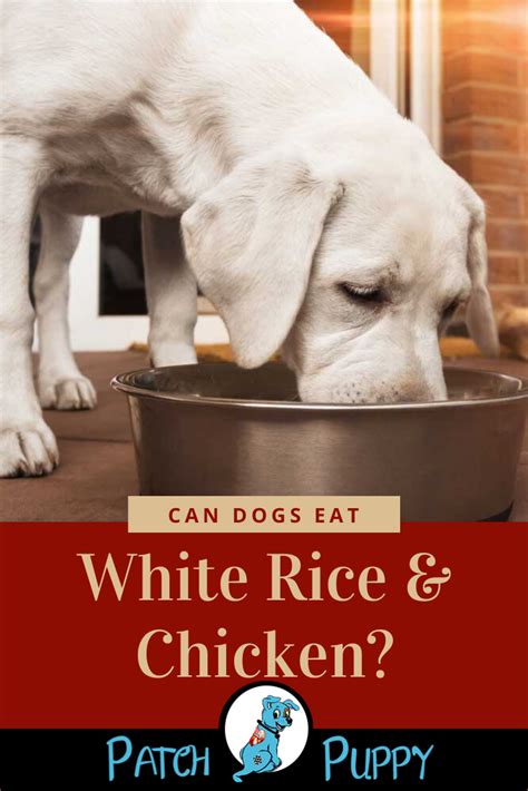 Cooked white rice is a bland diet for a sore gut. Can Dogs Eat White Rice and Chicken? | Can dogs eat, White ...