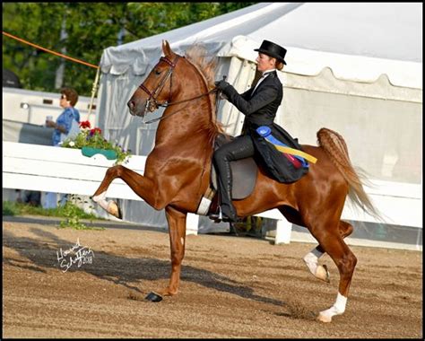 Monnington Farm Shelbyville Ky Marc Of Charm Horse Tail Horse