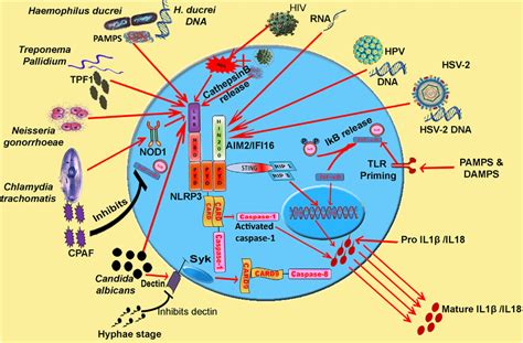 Model Inflammasome Activation And Pro Inflammatory Cytokine Release