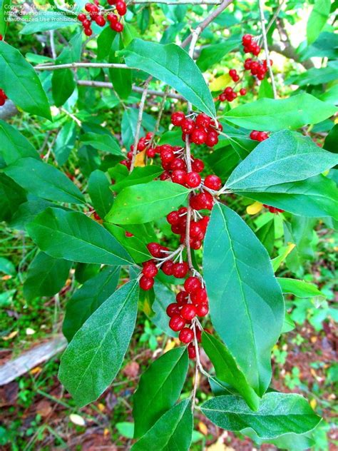 Plant Identification Big Shrubs Or Small Trees With Red Berries 2 By