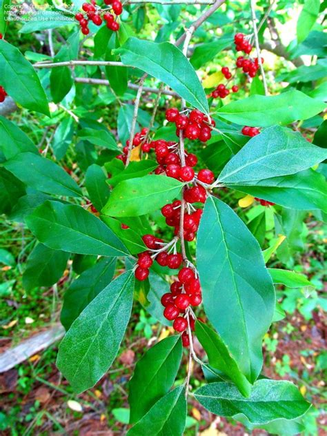 The most common tiny red berry material is metal. Plant Identification: CLOSED: Big shrubs or small trees ...