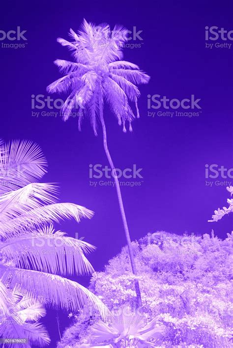 Caribbean Under The Sun In Ir Stock Photo - Download Image Now - 2015 ...