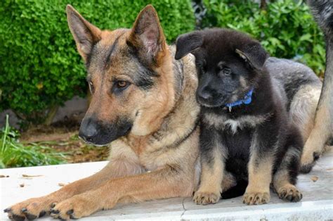 We are committed to raising quality puppies for sale for many years now. German Shepherd Rescue North Carolina | PETSIDI