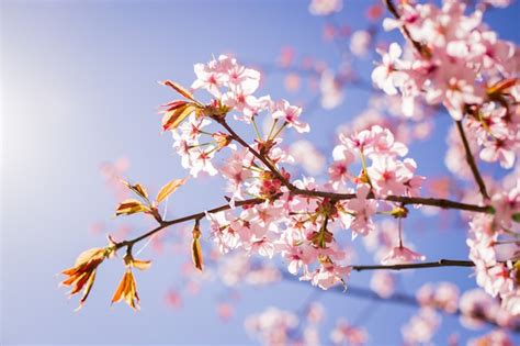 Premium Photo Pink Sakura Blossom Branch Under Sakura Tree