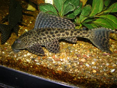 Tank we are currently on our 3rd common pleco. COMMON PLECO - The Aquatic Den