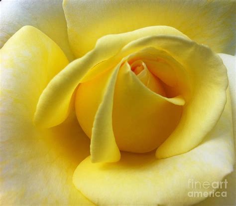 Yellow Rose Softness Photograph By Susan Garren Fine Art America