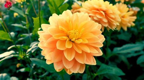 Tips For Growing Beautiful Dahlia Flowers A Beginners Guide To