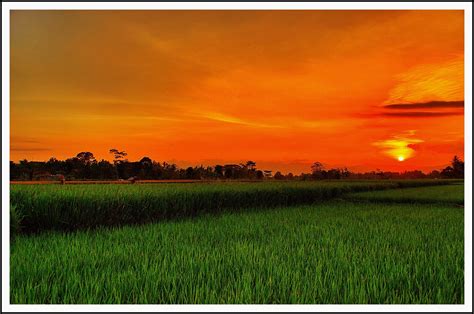 Sunset Di Sawah Belakang Rumah Diary Fotografi