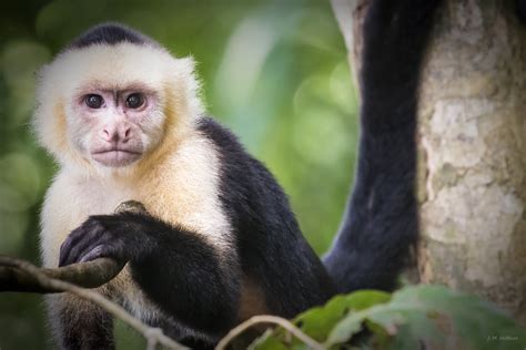 White Headed Capuchin Monkey In Manuel Antonio National Park Lux