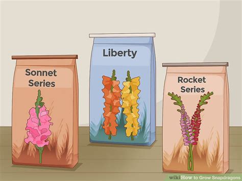 How To Grow Snapdragons 12 Steps With Pictures Wikihow