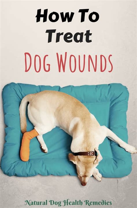 How To Treat Dog Wounds And Stop Bleeding Natural Home Remedies