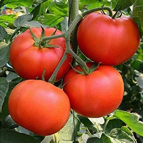 Tomato Beefsteak Organic Seeds Heirloom Open Pollinated Etsy