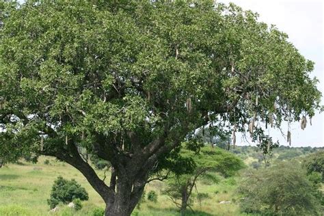 Pin On Indigenous Trees Of South Africa