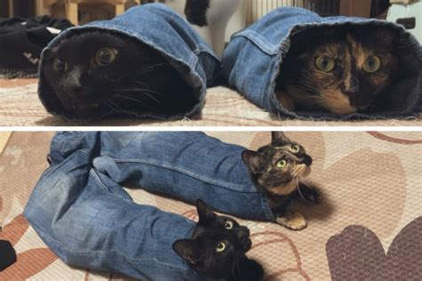 Never Mind The Cat In The Hat Heres Two Cats In Jeans