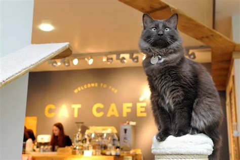 Location Of Glasgows New Cat Cafe Finally Revealed Glasgow Live