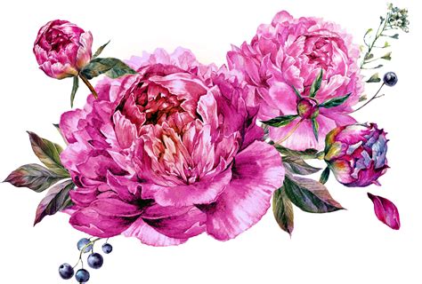 Cliparts From Anna Peonies Пионы Png Floral Watercolor Peonies