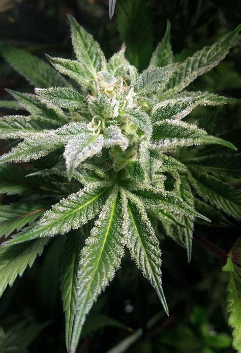 Check spelling or type a new query. LEC vs Induction vs Plasma Grow Lights: What's the ...