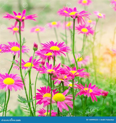 Pink Daisies In The Garden Natural Wallpaper Background For Design