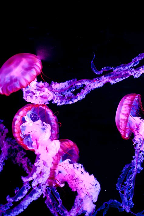 Abretumente Animáles De Océano Medusa Animal Medusa De Mar