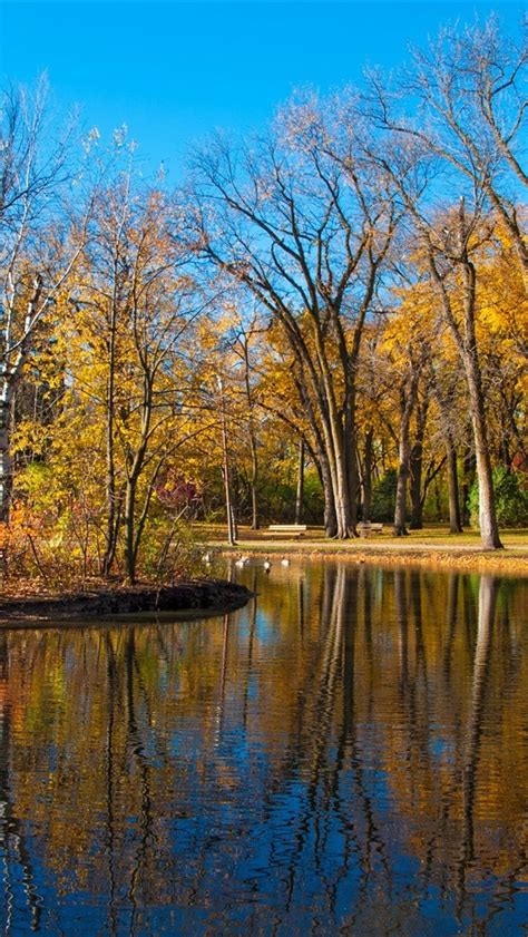 Wallpaper Autumn Park Trees Pond Ducks Yellow Leaves Blue Sky