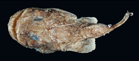 Figure From Records Of Anglerfishes Lophiiformes Lophiidae From
