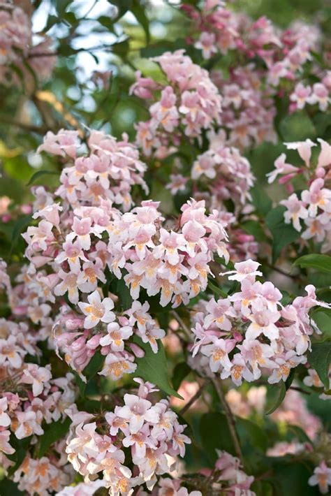 26 Gorgeous Pink Flowering Shrubs For Your Garden Diy And Crafts