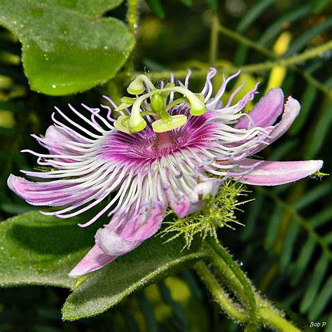 Foetid Passionflower Passiflora Foetida Passiflora Foeti Flickr