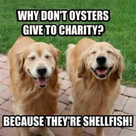 14 Funny Golden Retriever Memes That Will Make You Fall In Love With