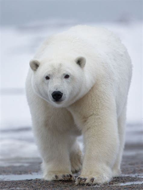 787 Best Panda And Polar Bears Images On Pinterest Wild Animals