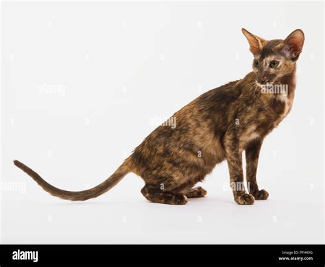 Tortoiseshell Oriental Shorthair Cat Felis Catus Sitting Down