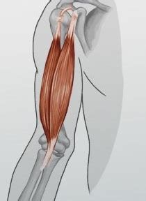 When the tendon is healed, it will still have a thickened, bowed appearance that feels firm and woody. Flashcards - Muscle Flashcards | Study.com