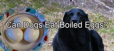 Can I Give My Dog Boiled Egg With The Shell