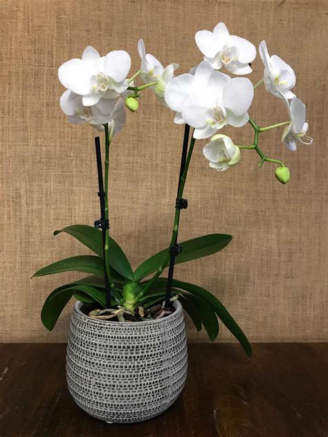 Phalaenopsis Orchid White Frances Dunn Florist
