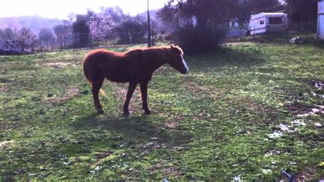 Check spelling or type a new query. Horse eating apple - YouTube