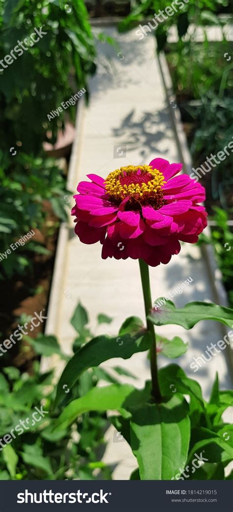 Different Colors Types Garden Plants Stock Photo 1814219015 Shutterstock