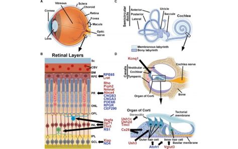 Gene Therapy In Inherited Retinal Disease Treatment I Obn
