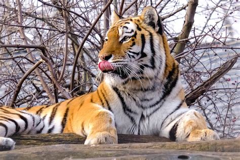 Sibirischer Tiger Tiergarten Schönbrunn