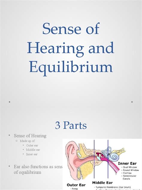Sense Of Hearing And Equilibrium Pdf Ear Hearing