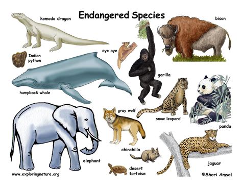 Endangered Animals List With Pictures And Names