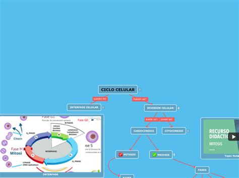 Ciclo Celular Mind Map