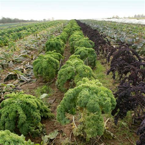 How can we define the future of farming?