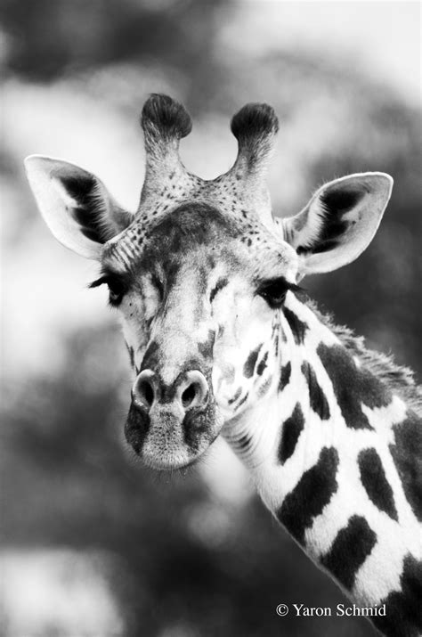 Giraffes — Ys Wildlife Photography