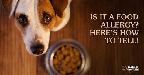 Grain intolerances are common in dogs. A Limited Ingredient Diet May Help Bring Allergy Relief ...