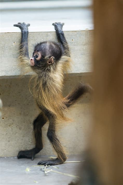 20 Of The Most Adorable Simians Ever Thethings