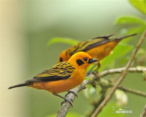 Golden Tanager Photos Golden Tanager Images Nature Wildlife Pictures