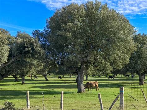 A Group Of Cows Grazin In The Pasture With Holm Oaks And A Fence And