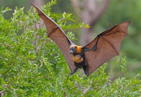 Coming In To Land A Female Grey Headed Flying Fox With Her Baby