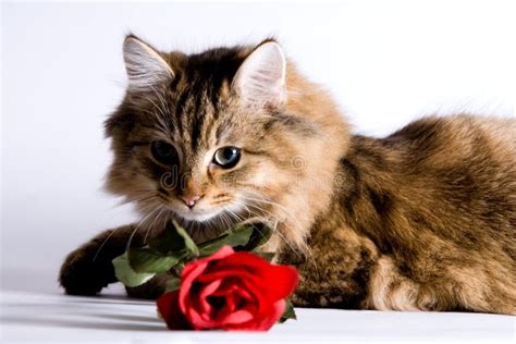 Little Cat With Red Rose Stock Photo Image Of Shot Beautiful 9426502