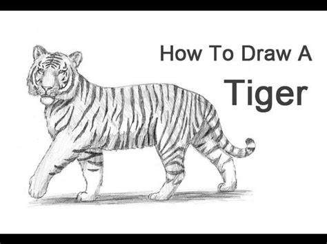 Image Result For Inverted Triangle Body Drawing Tiger Drawing Easy