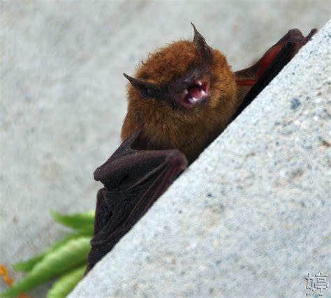 The Angry Bat Thing2isblessed Flickr